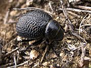 Escarabajo - Pimelia punctata (8717930430)