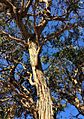 Eucalyptus baxteri - upper branch bark