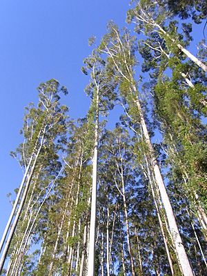 Eucalyptus grandis Kerewong State Forest 55 metres tall.jpg