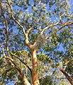 Eucalyptus punctata - upper branch bark