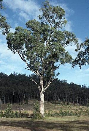 Eucalyptus seeana.jpg