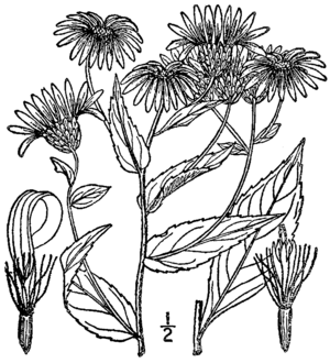 Eurybia radula BB-1913.png