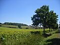 FR-81-Landscape
