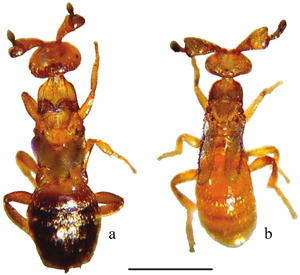 Figure-1-Males-of-Melittobia-parasitoid-wasps-a-M-acasta-b-M-australica-Scale-05.png