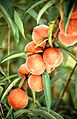 Flameprince peaches