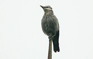 Flickr - Rainbirder - White-faced Starling (Sturnia albofrontata).jpg