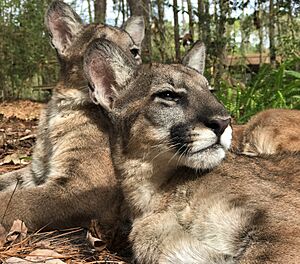 Florida panther kittens