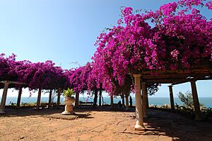 Flowered Maputo