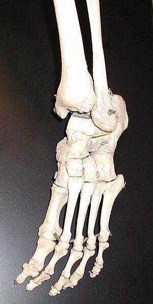 Foot bones