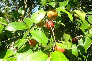 Garcinia warrenii fruit.JPG