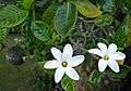 Gardenia brighamii (5187430869)