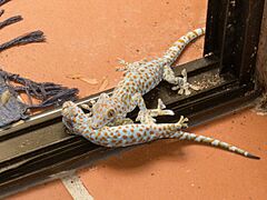 Gekko gecko 192144888