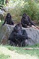 Gorillafamily