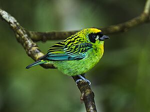 Green-and-gold Tanager - South Ecuador S4E0470 (22856239437).jpg