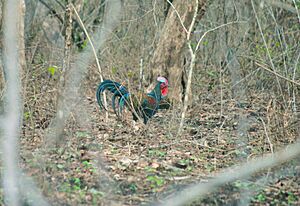 Green Junglefowl wandering in the dry scrub forests of Java
