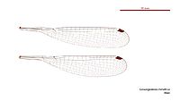 Griseargiolestes metallicus male wings (34696077921)