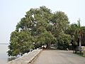 Heritage Trees of Chandigarh 01