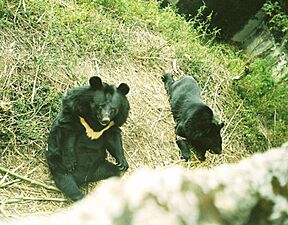 Himalayanblackbear