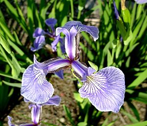 Iris hookeri fleur.jpg