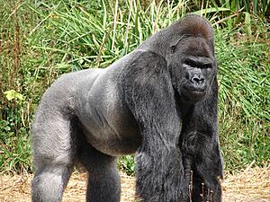Jock, the Gorilla (2)