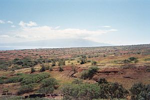 Kahoolawe vegetation