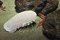 Laika ac Deep sea creatures (7472073020)