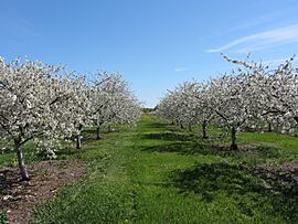Lautenbach s Orchard Country orchard in bloom
