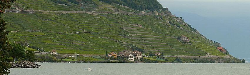 Lavaux - Epesses