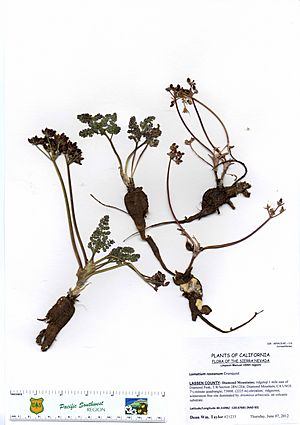 Lomatium roseanum -21235 (14677976582).jpg