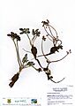 Lomatium roseanum -21235 (14677976582)