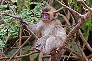 Long-tailed macaque (Macaca fascicularis) juvenile