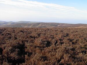 Long Mynd, Shropshire (seen from Pole Bank)
