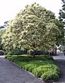 Lophostemon confertus plus limelight gc maranoa email