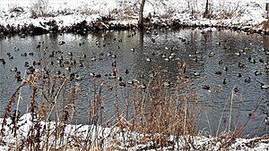 Mabel Davis Conservation Area-Holland River-Newmarket-Ontario (1)