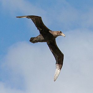 Macronectes giganteus -East Falkland -flying-8b-4c