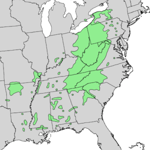Magnolia acuminata range map 5.png