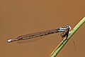 Malagasy sprite (Pseudagrion malgassicum) female
