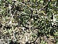 Melaleuca podiocarpa (fruits)