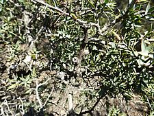 Melaleuca podiocarpa (fruits)