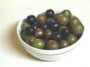 Muscadines.Scuppernongs