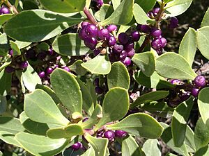 Myoporum insulare IMG 20180202 141456 2 (25174324717)