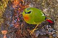Myzornis pyrrhoura -Eaglenest Wildlife Sanctuary, Arunachal Pradesh, India -male-8