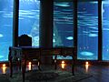 Nautilus en el Aquarium Finisterrae