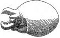 Ocythoe tuberculata paralarva
