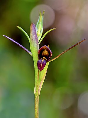 Orthoceras novae-zeelandiae - cropped.jpg