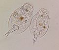 Pair of Rotifers, likely Euchlanis, from Northeast US Pond sample