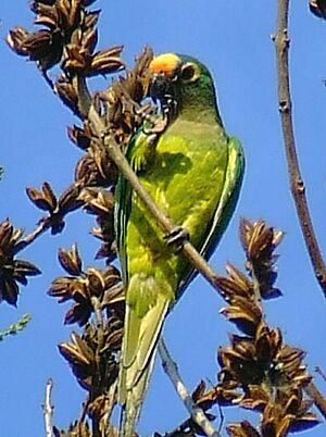 Peach-fronted Parakeet (Aratinga aurea)-4-3c