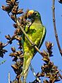 Peach-fronted Parakeet (Aratinga aurea)-4-3c