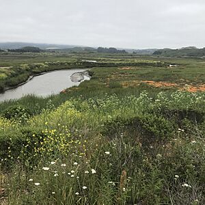 Pescadero Marsh