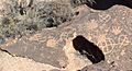 Petroglyphs on a Bishop Tuff tableland-750px